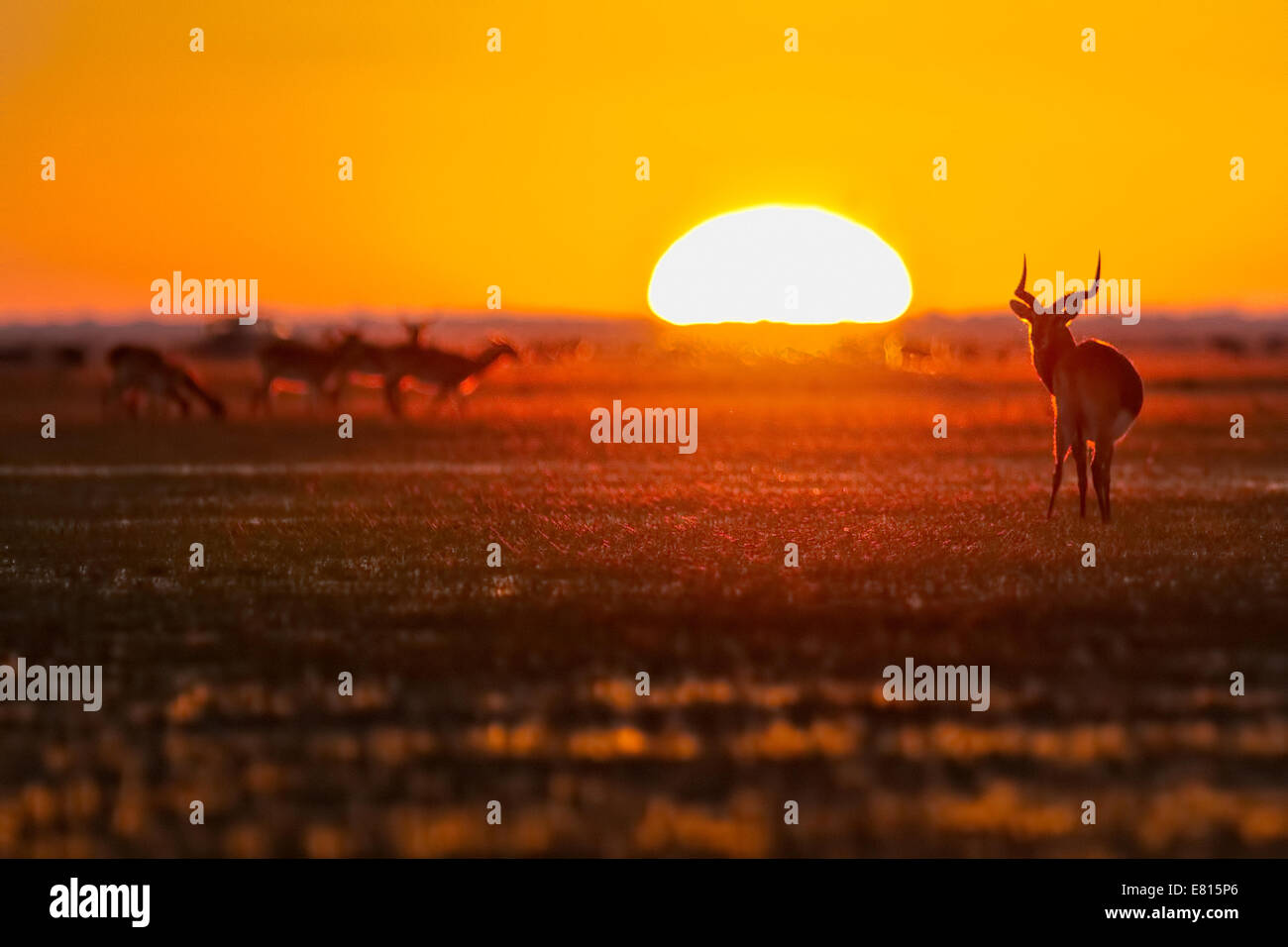 Weidet eine Herde von endemische schwarze Letschwe bei Sonnenaufgang auf die Überschwemmungsgebiete der Bangweulu Feuchtgebiete Stockfoto
