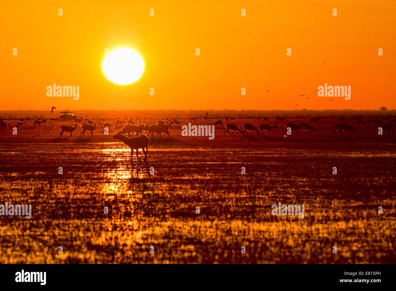 Weidet eine Herde von endemische schwarze Letschwe bei Sonnenaufgang auf die Überschwemmungsgebiete der Bangweulu Feuchtgebiete Stockfoto