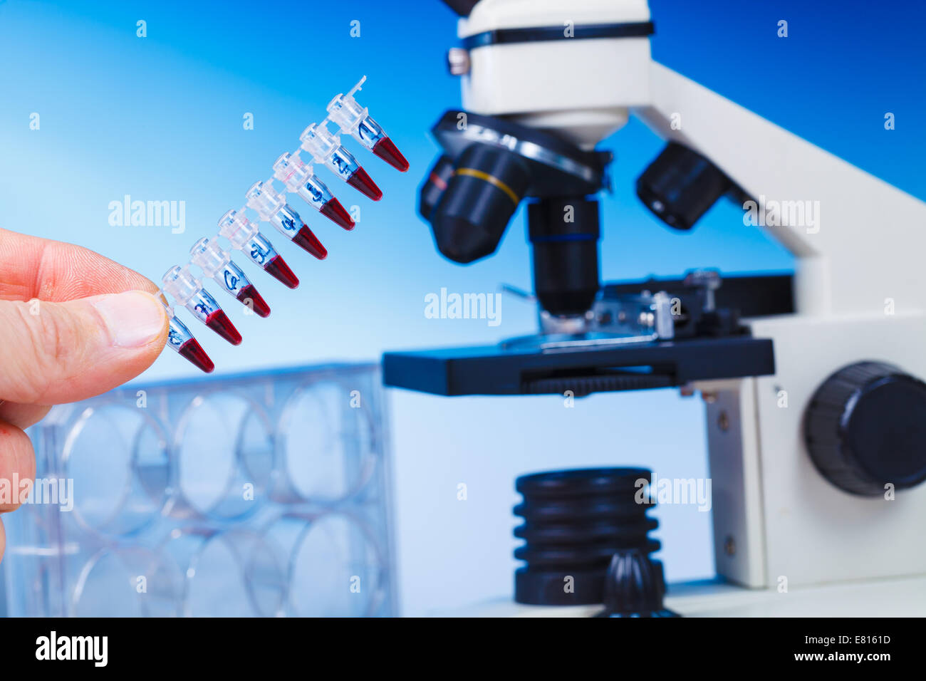 PCR-Streifen und biologische Mikroskop Stockfoto