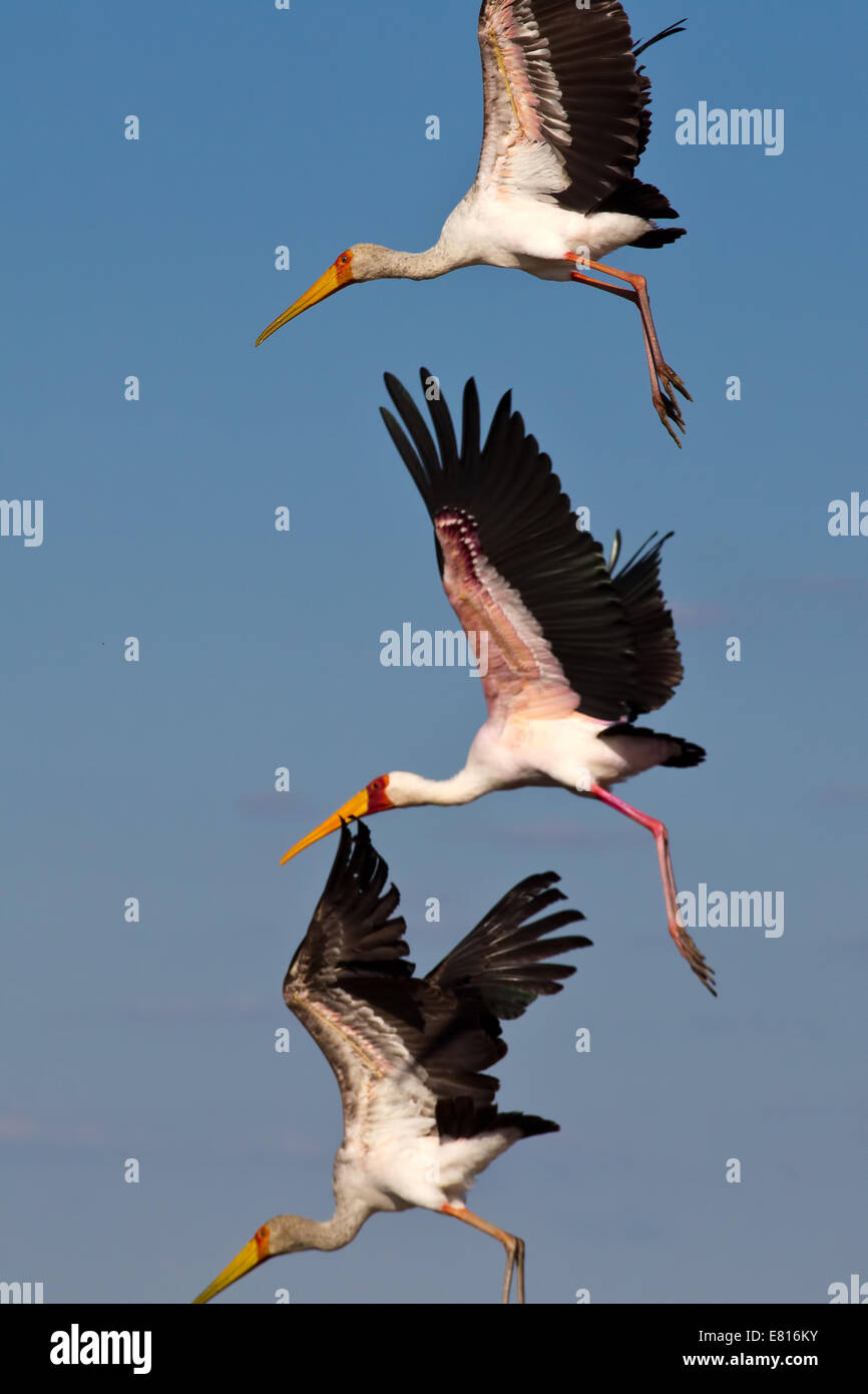 Drei gelb-billed Störche fliegen über Bangweulu Feuchtgebiete, Sambia Stockfoto