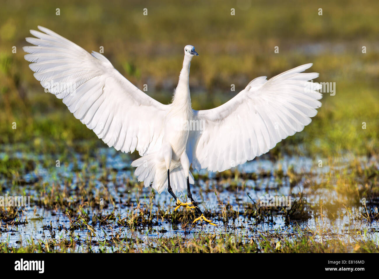 Ein Seidenreiher landet in einer Wasserstraße Bangweulu Feuchtgebiete, Sambia Stockfoto