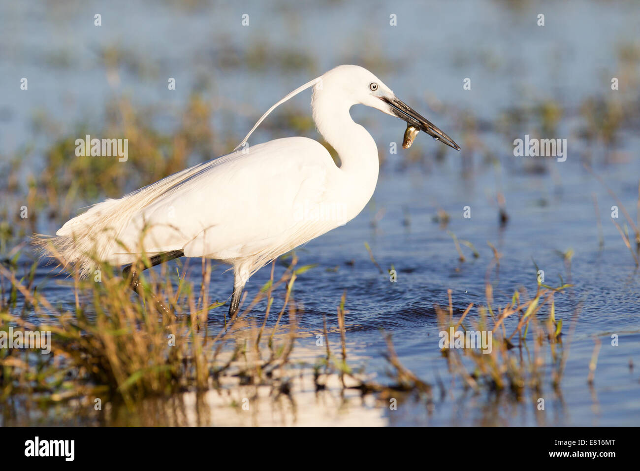 Ein Reiher Fischchen in einer Wasserstraße Bangweulu Feuchtgebiete, Sambia Stockfoto
