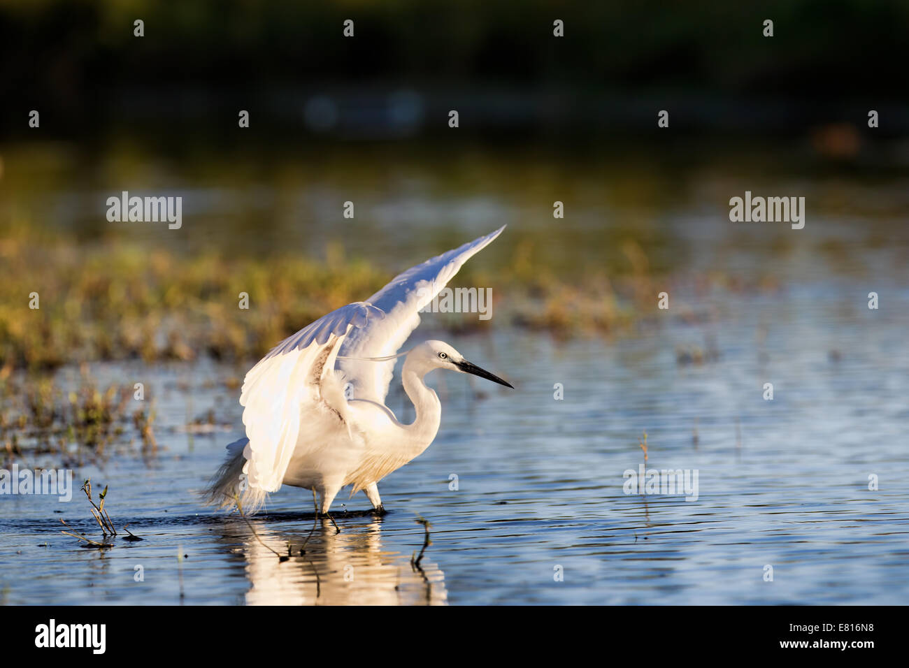 Ein Reiher Fischchen in einer Wasserstraße Bangweulu Feuchtgebiete, Sambia Stockfoto