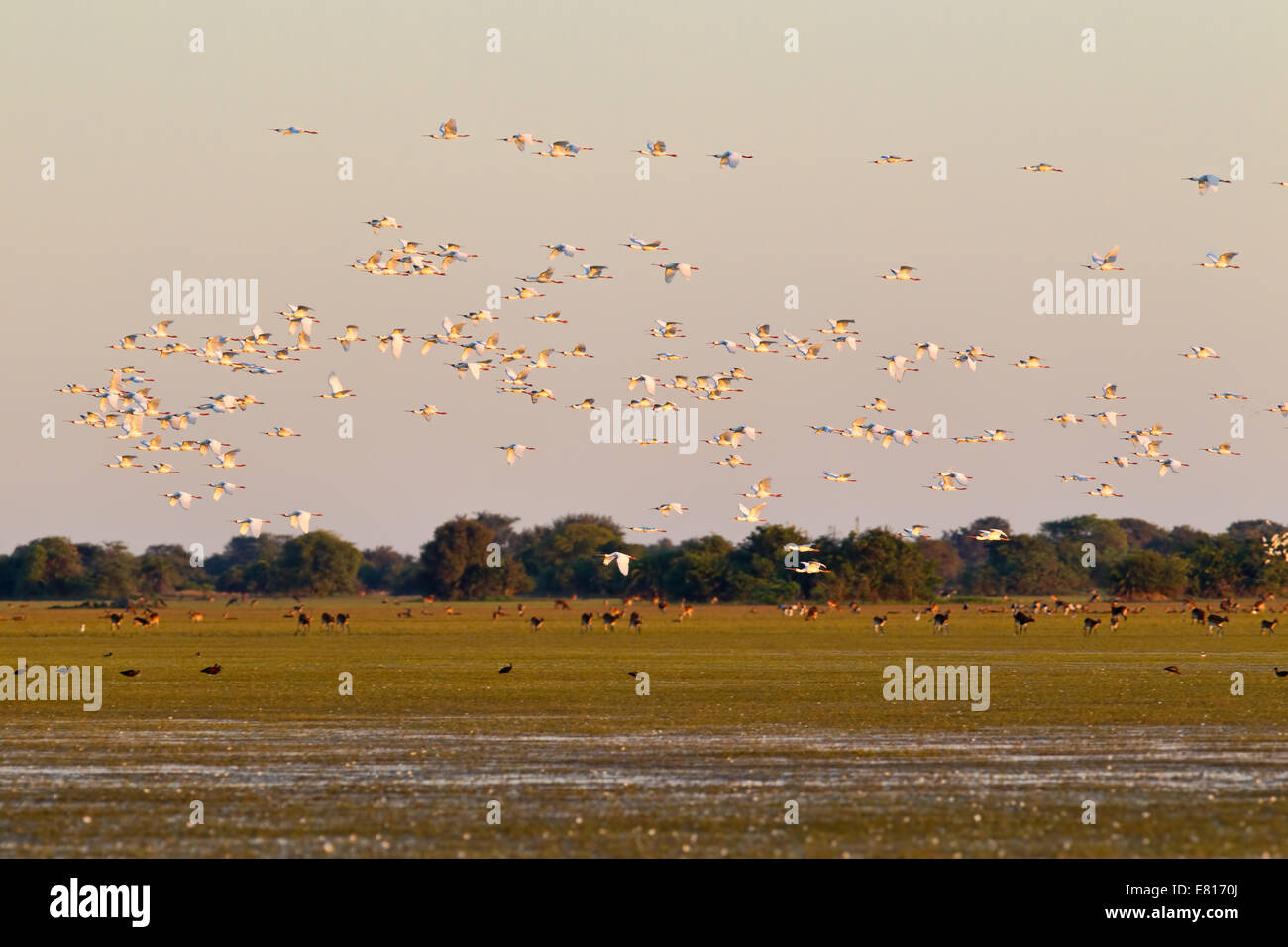 Eine Herde von afrikanischen Löffler überfliegen überschwemmten Wiesen im Bangweulu Feuchtgebiete, Sambia Stockfoto
