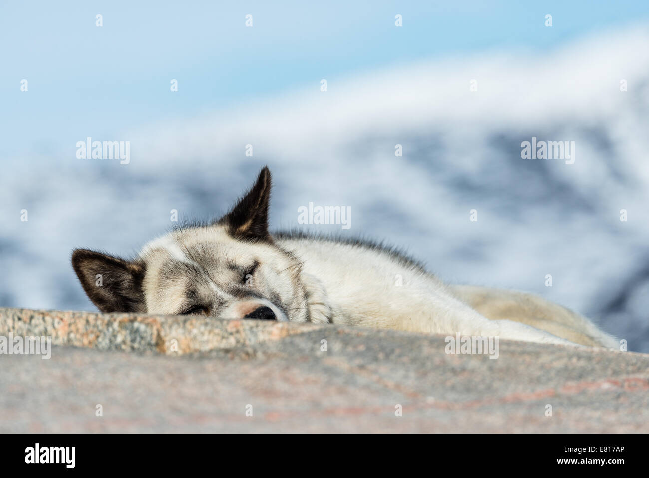 Schlittenhund schläft auf einem Felsen. Ilulissat, Grönland Stockfoto