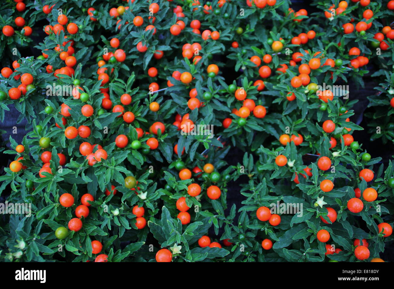 Nahaufnahme von Solanum Thurino Frchte - auch bekannt als Apple of Love  Pflanze oder Orange Tree, UK Stockfotografie - Alamy