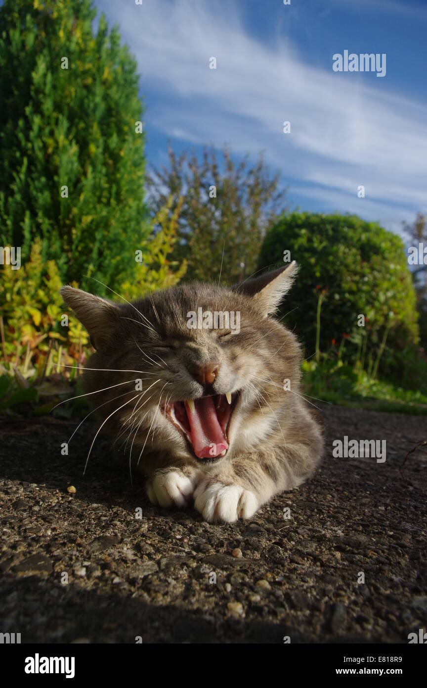 Lachende Katze Stockfoto