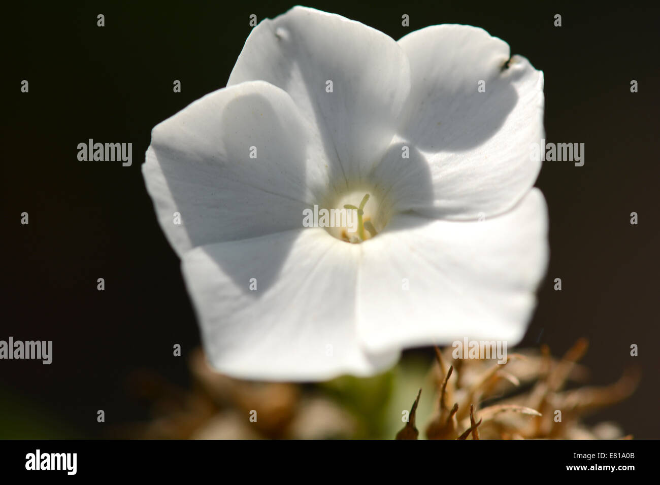 Schließen Sie herauf Bild der weiße Blume Stockfoto