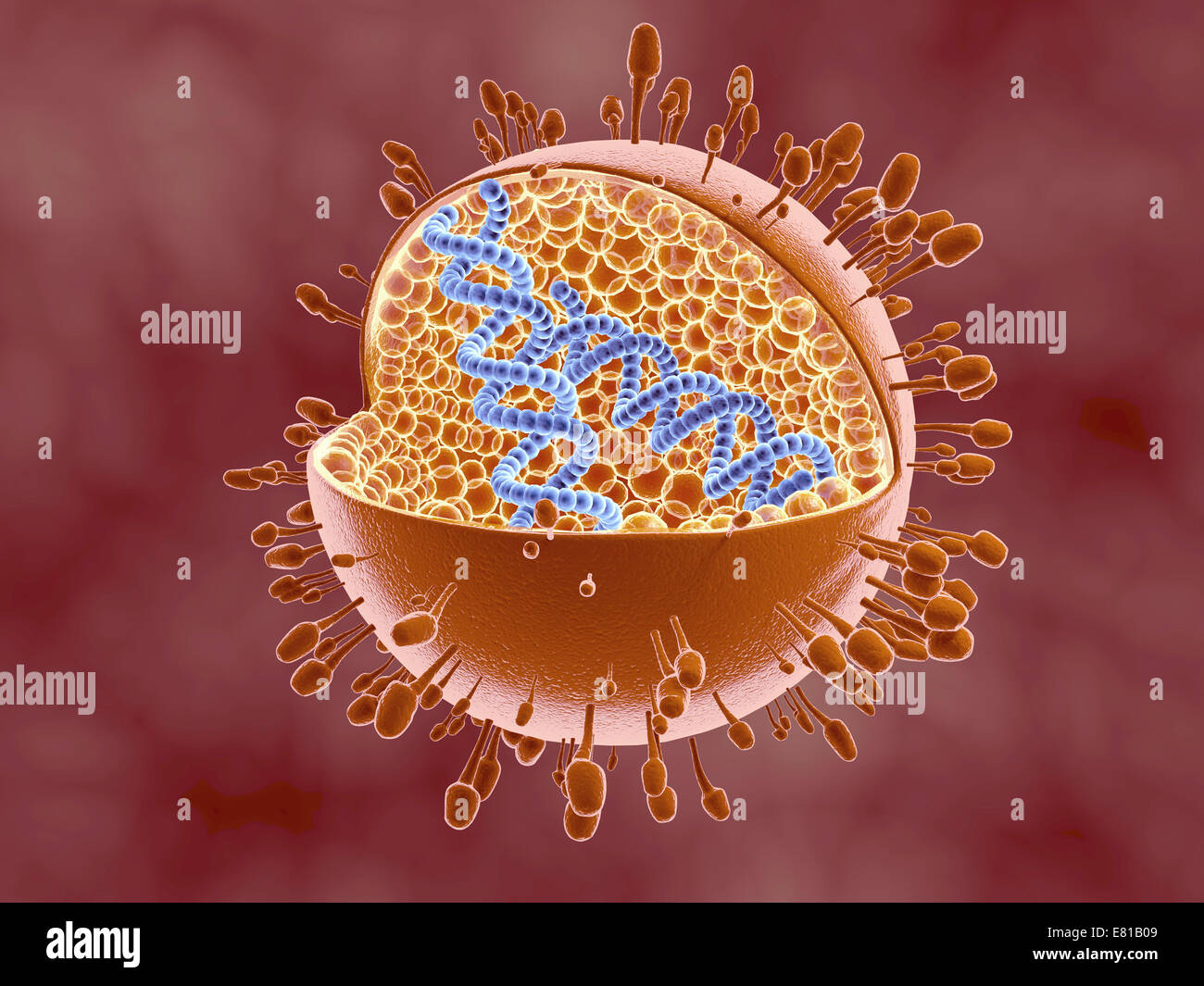 Querschnittsansicht der Reoviridae Virus Dna innen zeigt. Reoviruses kann das Gastronintestinal System und die Atemwege beeinträchtigen. Stockfoto