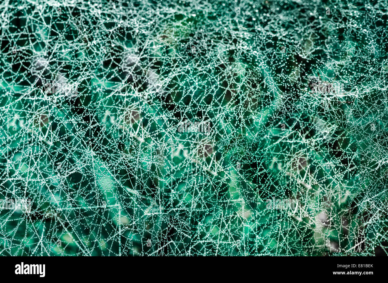 Spinnennetz abstrakten Hintergrund Stockfoto