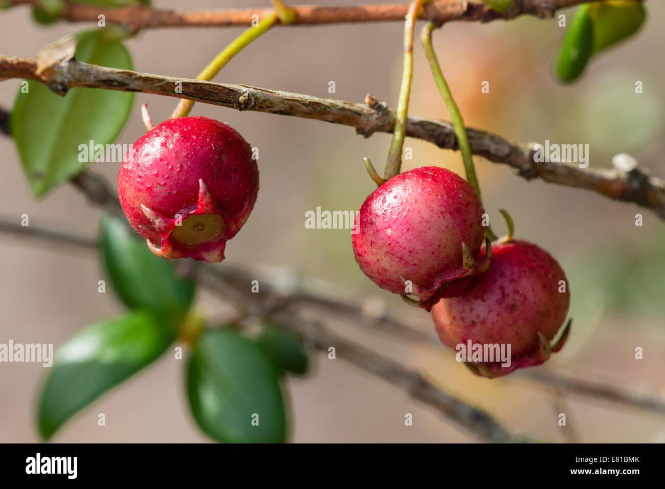 Die chilenische Guave, Ugni Molinae Herbst Frucht Stockfoto