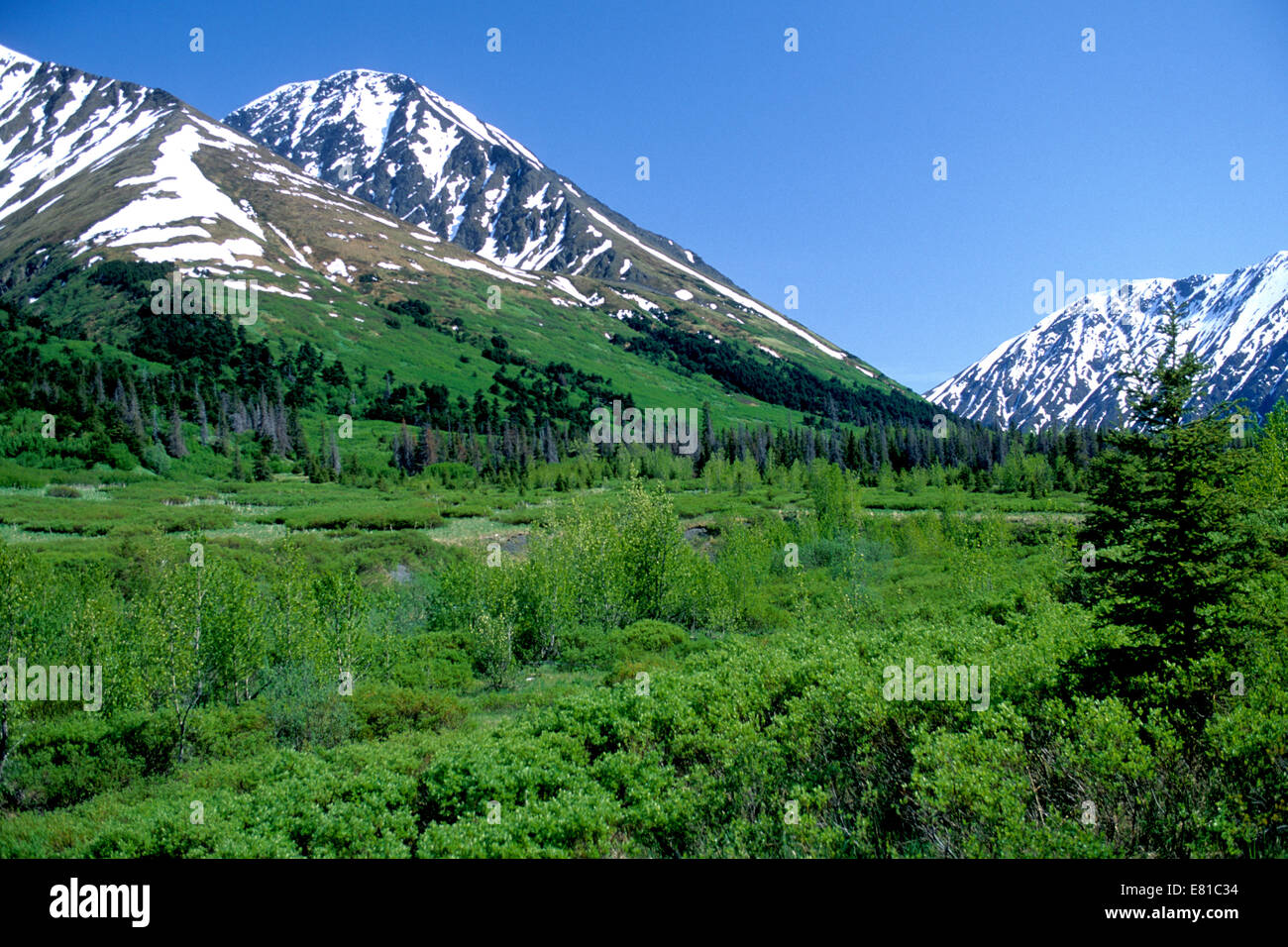 Chugach National Forest in der Nähe von Crescent Lake auf der Halbinsel Kenai, Alaska Stockfoto