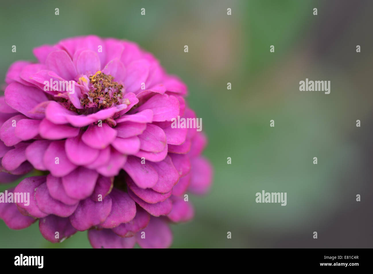 Closeup auf rote Blume Hintergrund Stockfoto