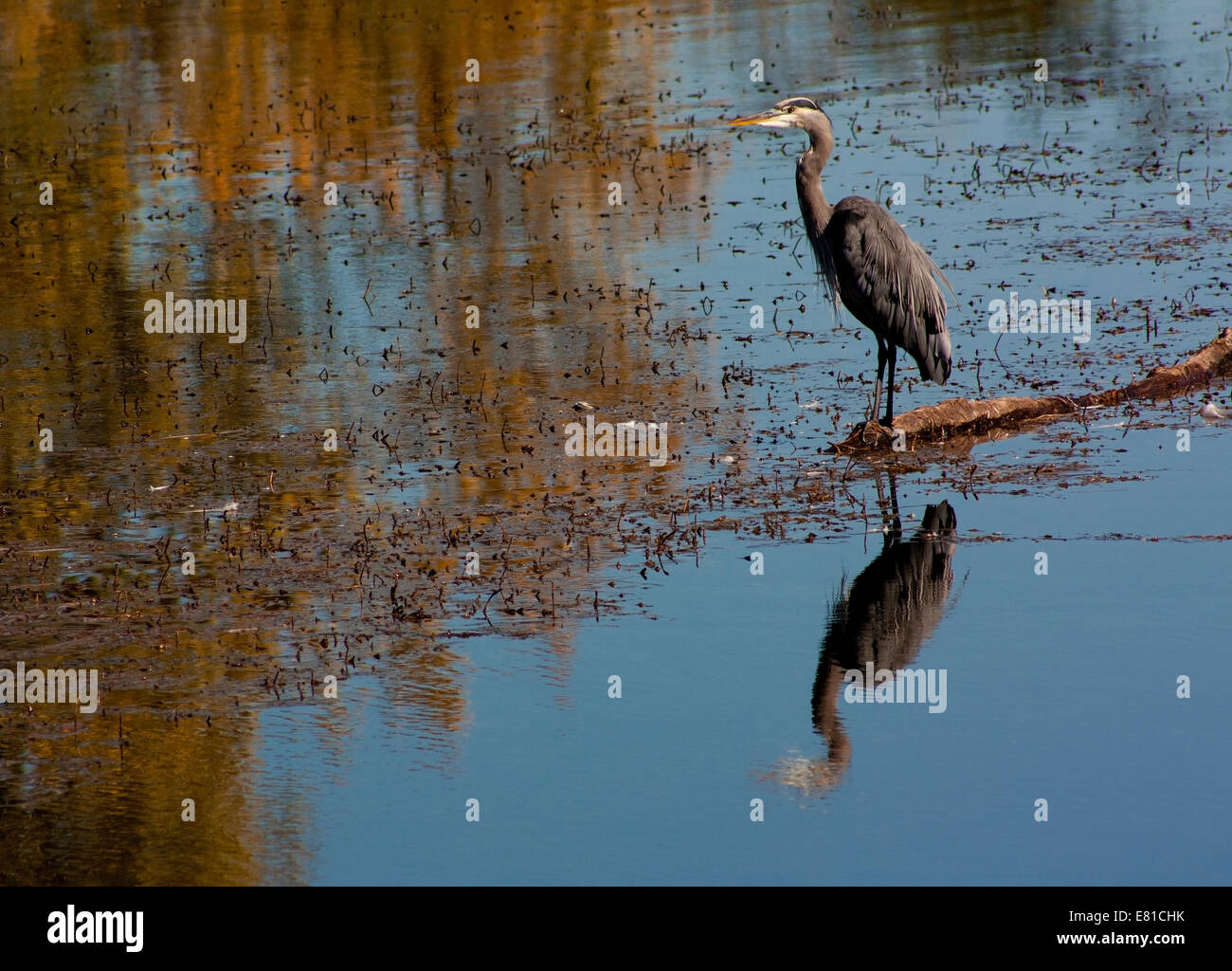 Great Blue Heron stehend auf einem Baumstamm Blick über Wasser Stockfoto