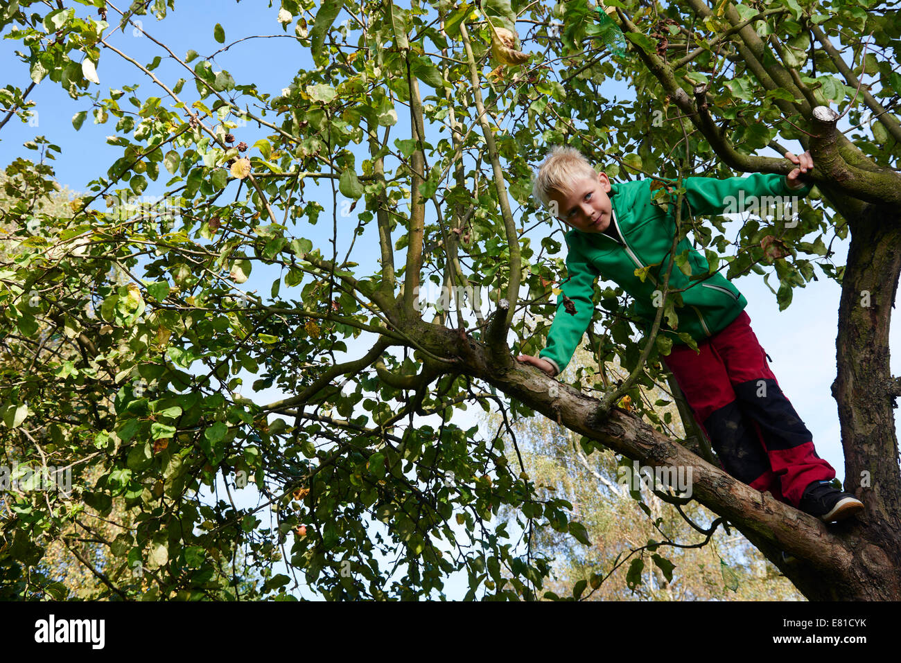 Junge blonde Kind stehend oder Klettern im Apfelbaum, Herbst Stockfoto