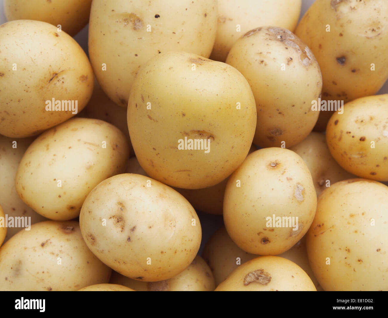 Nahaufnahme von einer Ernte von gereinigten Frühkartoffeln Stockfoto