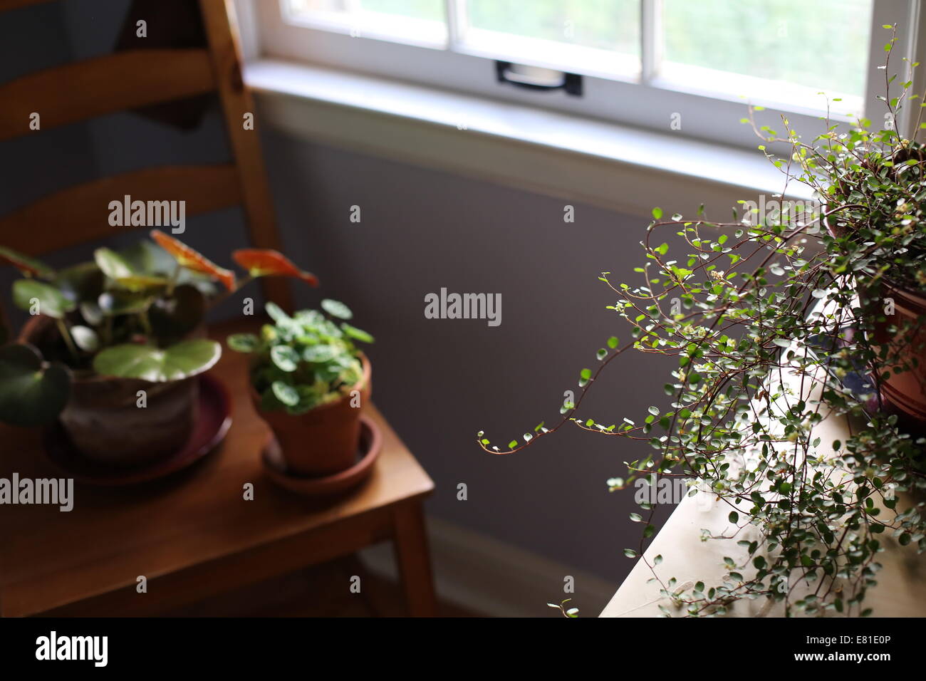 Zimmerpflanzen neben einem sonnigen Fenster. Stockfoto