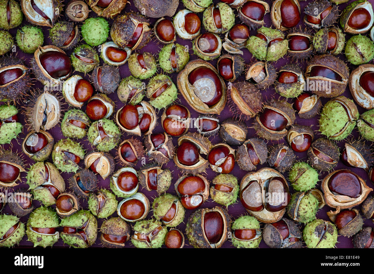 Aesculus Hippocastanum Seed. Rosskastanien. Conkers Muster. Stockfoto