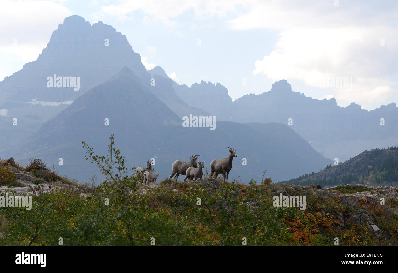 Dickhornschafe im Bereich Many Glacier des Glacier National Park. Stockfoto