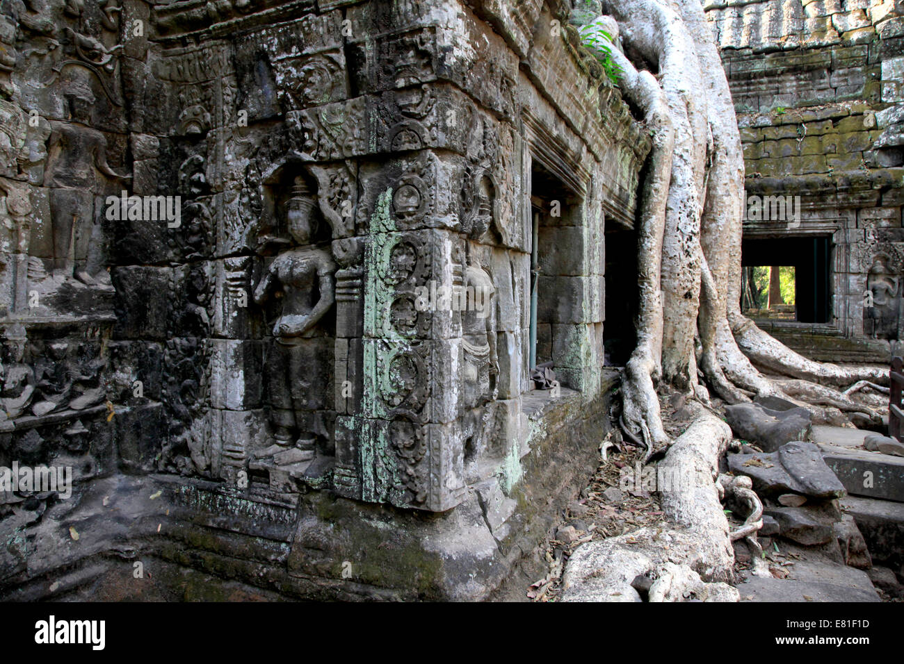 Ruinen von Ta Prohm Tempel, Angkor Wat, Kambodscha Stockfoto
