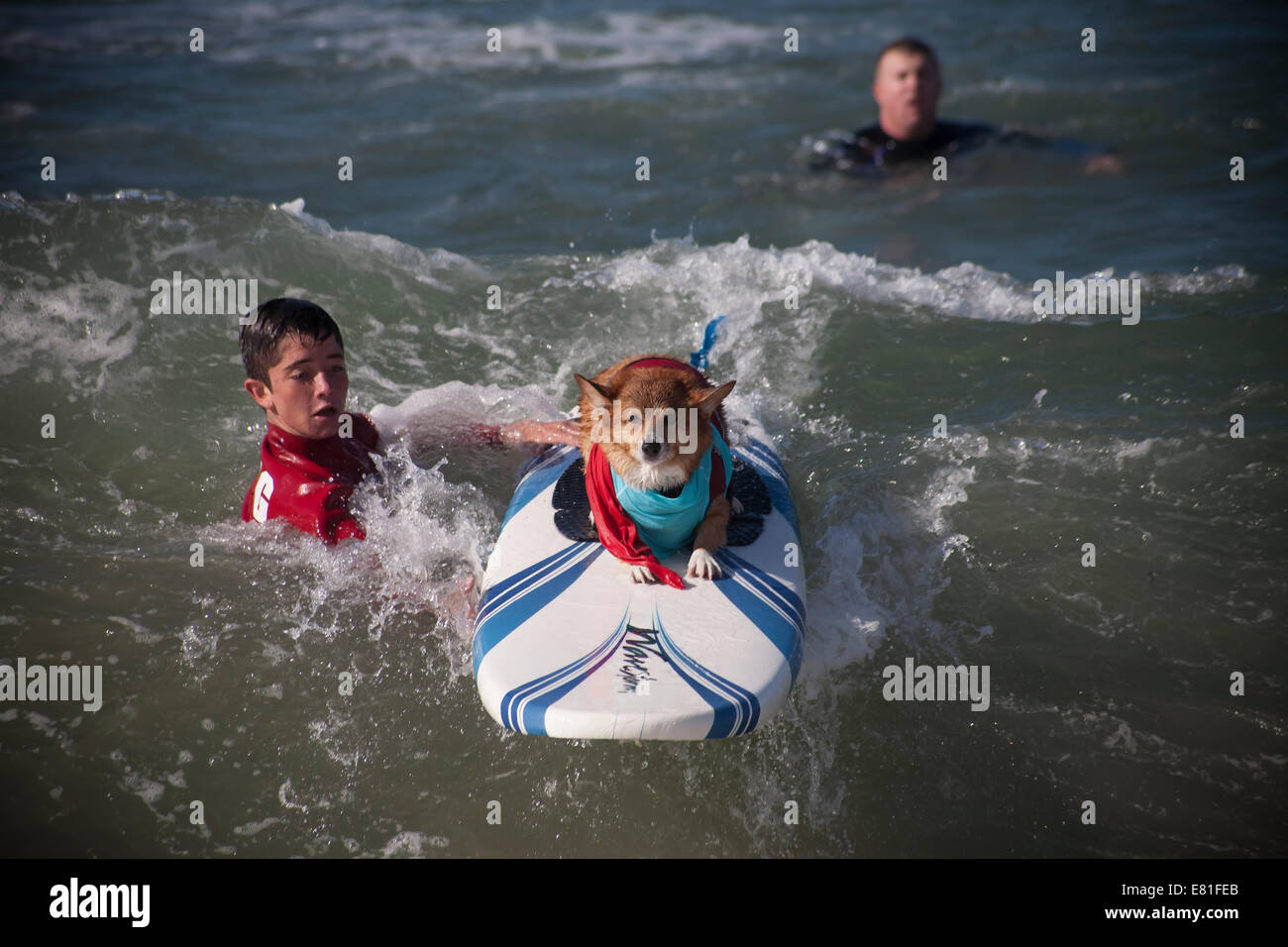 Huntington Beach, CA, USA. 28. September 2014. Ein Hund tritt bei Surf City Surf Dog™ jährlichen Eckzahn Surf-Wettbewerb. Hunde aller Größen "hängen 20", wie sie in vier Gewichtsklassen Divisionen sowie eine Tandem-Hitze zu konkurrieren. Sie werden auf eine Vielzahl von Fähigkeiten, einschließlich der Dauer ihrer Fahrt und ihr Vertrauen auf dem Brett beurteilt. Bildnachweis: Andie Mühlen/Alamy Live-Nachrichten Stockfoto