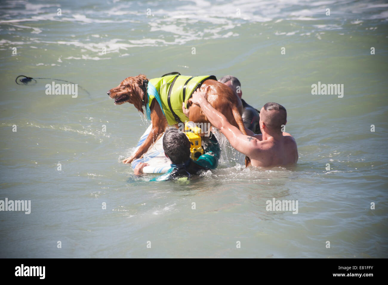 Huntington Beach, CA, USA. 28. September 2014. Ein Team bekommt ihr Hund wieder auf dem Surfbrett am Surf City Surf Dog™ jährlichen Eckzahn Surf-Wettbewerb. Hunde aller Größen "hängen 20", wie sie in vier Gewichtsklassen Divisionen sowie eine Tandem-Hitze zu konkurrieren. Sie werden auf eine Vielzahl von Fähigkeiten, einschließlich der Dauer ihrer Fahrt und ihr Vertrauen auf dem Brett beurteilt. Bildnachweis: Andie Mühlen/Alamy Live-Nachrichten Stockfoto