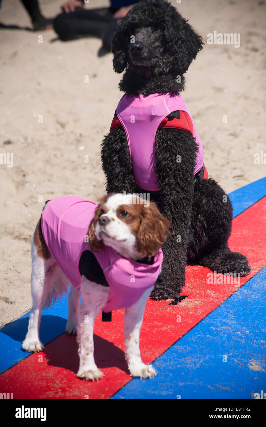 Huntington Beach, CA, USA. 28. September 2014. Zwei Hunde warten auf ihre Wärme an Surf City Surf Dog™ jährlichen Eckzahn Surf-Wettbewerb. Hunde aller Größen "hängen 20", wie sie in vier Gewichtsklassen Divisionen sowie eine Tandem-Hitze zu konkurrieren. Sie werden auf eine Vielzahl von Fähigkeiten, einschließlich der Dauer ihrer Fahrt und ihr Vertrauen auf dem Brett beurteilt. Bildnachweis: Andie Mühlen/Alamy Live-Nachrichten Stockfoto