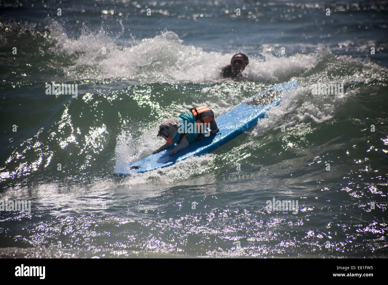 Huntington Beach, CA, USA. 28. September 2014. Eine Bulldogge konkurriert bei Surf City Surf Dog™ jährlichen Eckzahn Surf-Wettbewerb. Hunde aller Größen "hängen 20", wie sie in vier Gewichtsklassen Divisionen sowie eine Tandem-Hitze zu konkurrieren. Sie werden auf eine Vielzahl von Fähigkeiten, einschließlich der Dauer ihrer Fahrt und ihr Vertrauen auf dem Brett beurteilt. Bildnachweis: Andie Mühlen/Alamy Live-Nachrichten Stockfoto