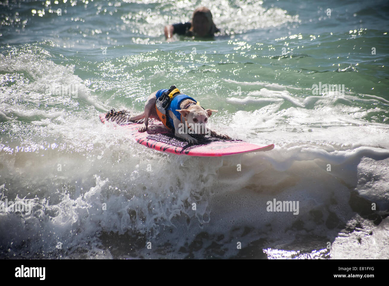 Huntington Beach, CA, USA. 28. September 2014. Ein Hund tritt bei Surf City Surf Dog™ jährlichen Eckzahn Surf-Wettbewerb. Hunde aller Größen "hängen 20", wie sie in vier Gewichtsklassen Divisionen sowie eine Tandem-Hitze zu konkurrieren. Sie werden auf eine Vielzahl von Fähigkeiten, einschließlich der Dauer ihrer Fahrt und ihr Vertrauen auf dem Brett beurteilt. Bildnachweis: Andie Mühlen/Alamy Live-Nachrichten Stockfoto
