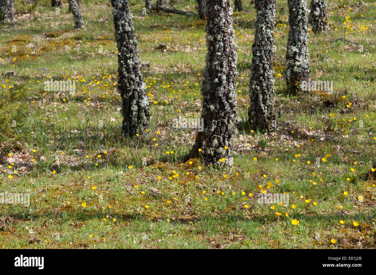 Wiese mit Blumen der knolligen Hahnenfuß, Ranunculus Bulbosus. Es ist eine mehrjährige Butterblume Familienmitglied Stockfoto