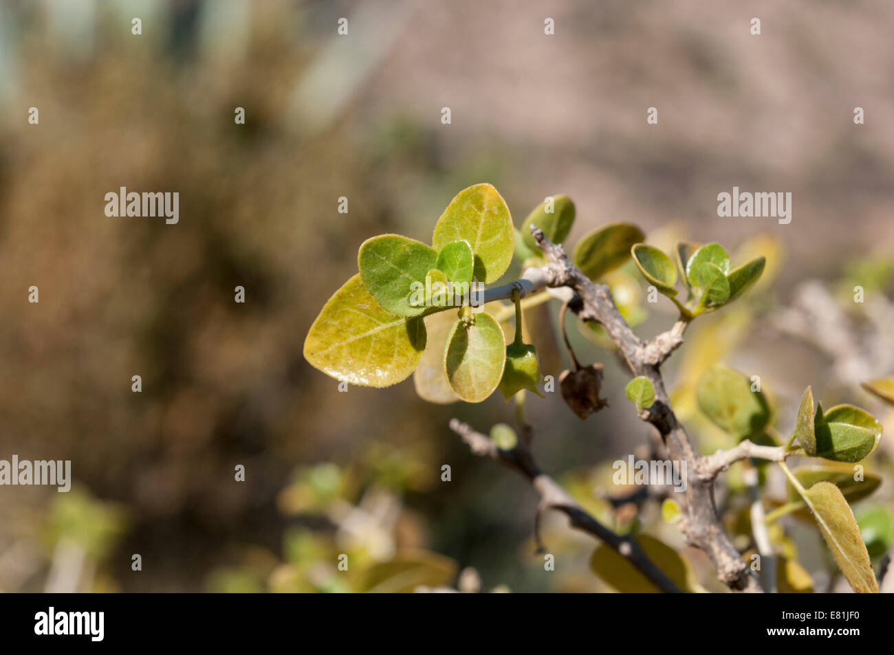 Detail der Withania Frutescens. Es ist eine Art in der Familie der Nachtschattengewächse, Solanaceae. Stockfoto