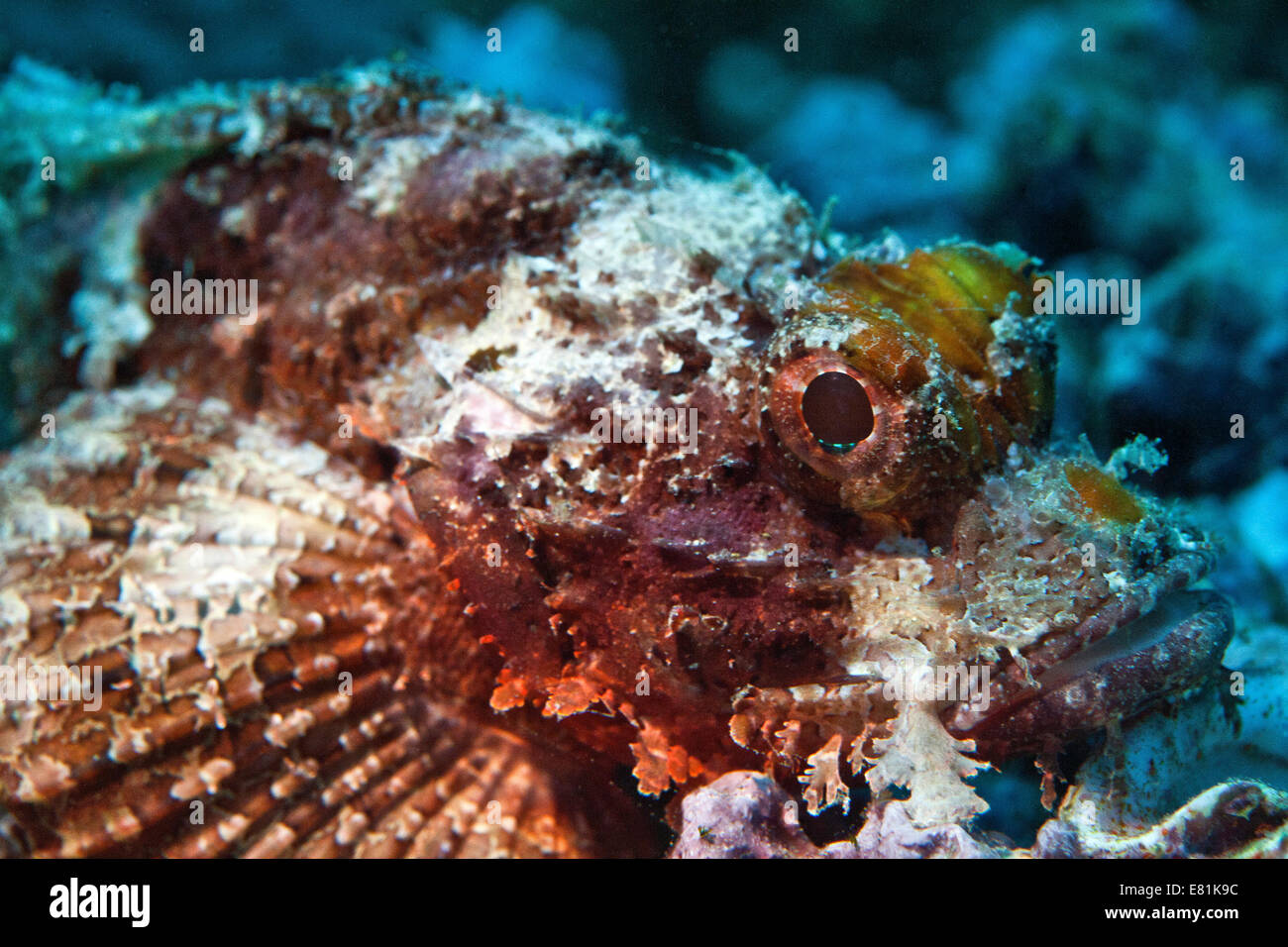 Bärtige Drachenköpfe (Scorpaenopsis Barbata), Golf von Oman, Oman Stockfoto