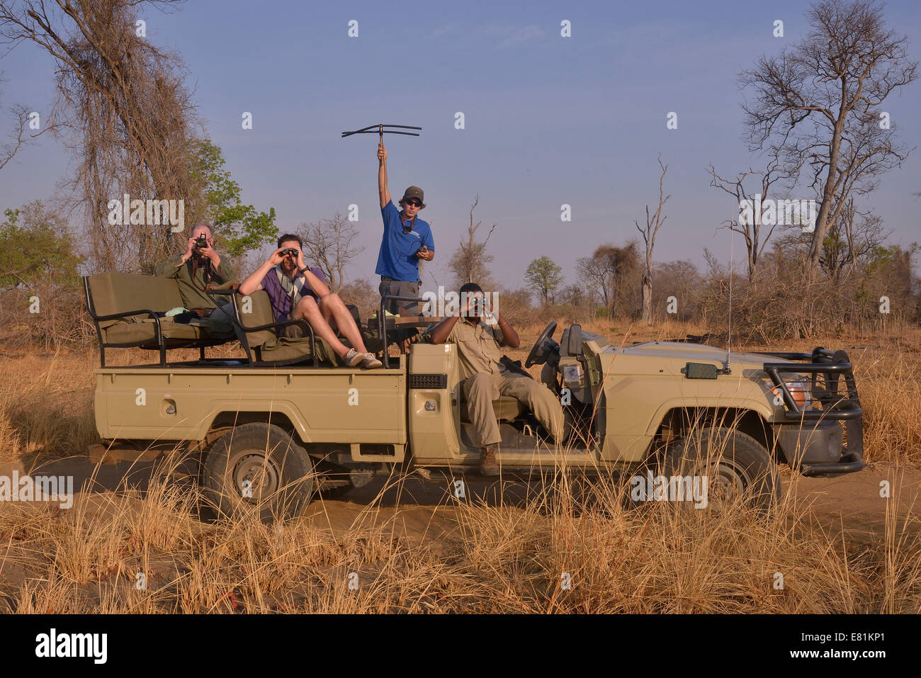 Touristen mit Telemetrie Geräte verfolgen Großkatzen, Nsefu Sektor, South Luangwa Nationalpark, Sambia Stockfoto