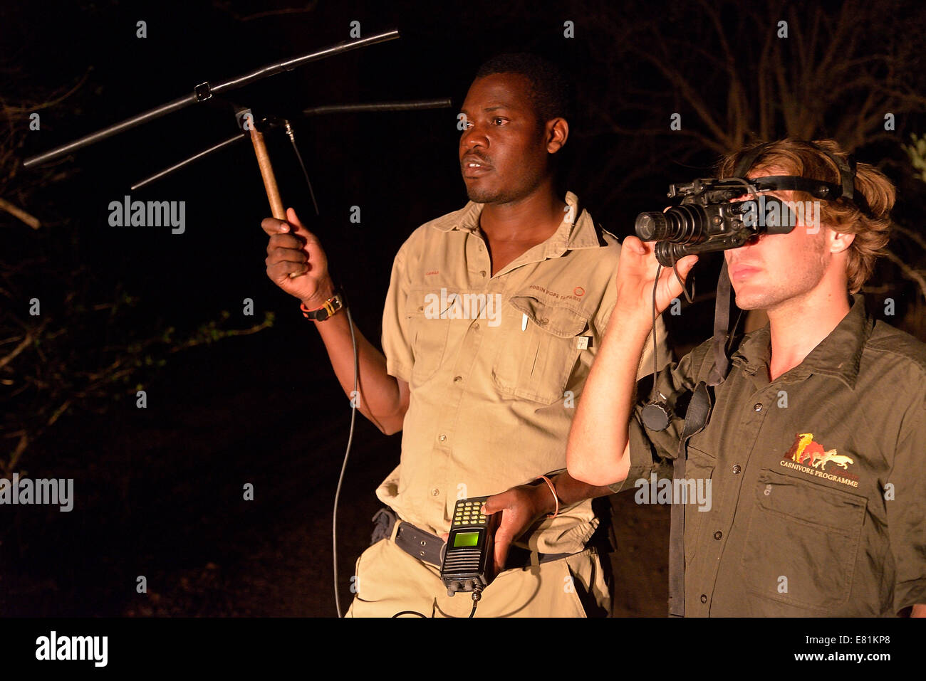 Tracking-Großkatzen mit einem Wissenschaftler von der sambischen Carnivore Programm, ZCP, mit Telemetrie-Ausrüstung in der Nacht, Nsefu Sektor Stockfoto
