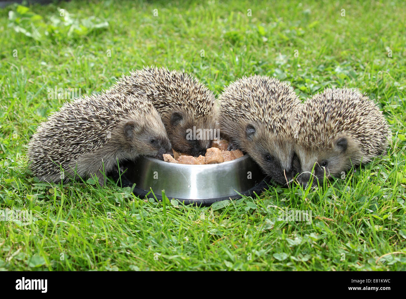 Igel (Erinaceus Europaeus), Jungtiere, 4 Wochen Fütterung Fütterung Schüssel im Garten, Allgäu, Bayern, Deutschland Stockfoto