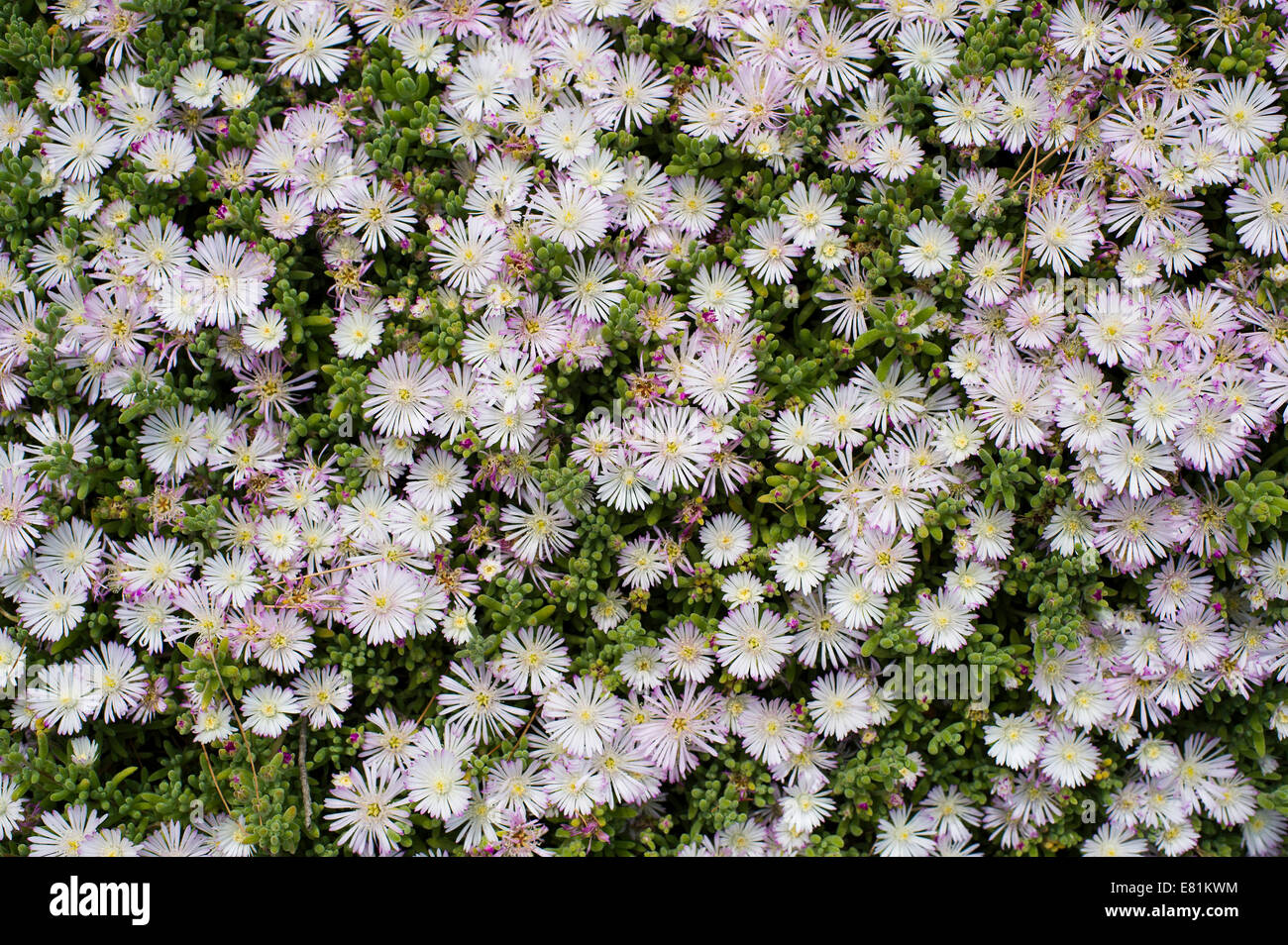 Kristalline Iceplant (Mesembryanthemum Crystallinum), Costa Brava, Spanien Stockfoto
