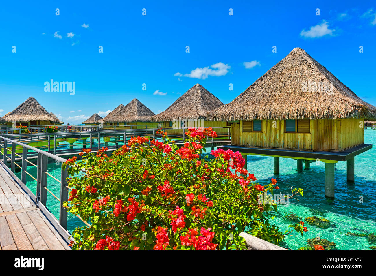 Blumen in voller Blüte bei den Wasserbungalows, Bora Bora, Französisch-Polynesien, Südsee, Ozeanien Stockfoto