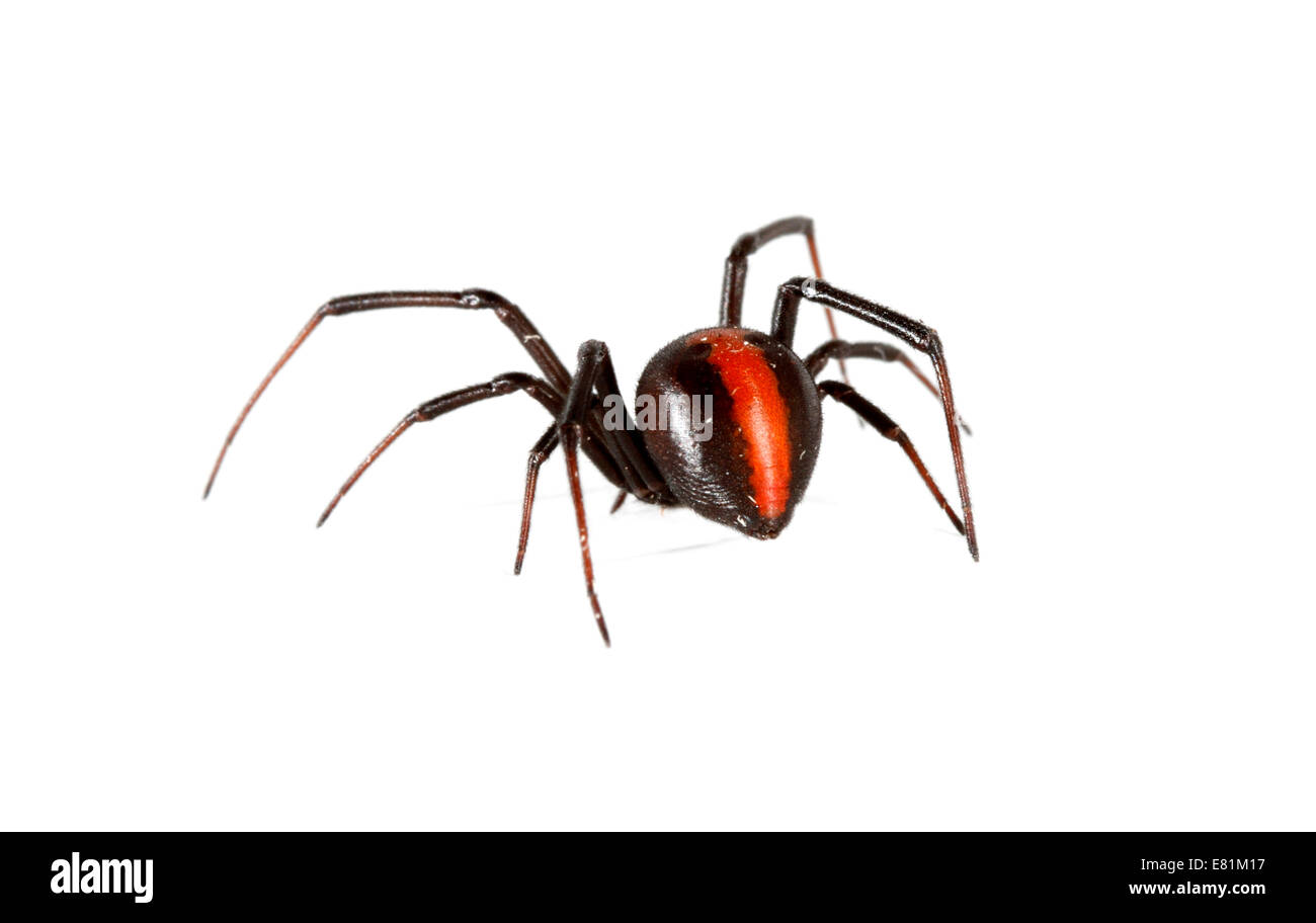 Redback Spider (Latrodectus Hasselti) Stockfoto