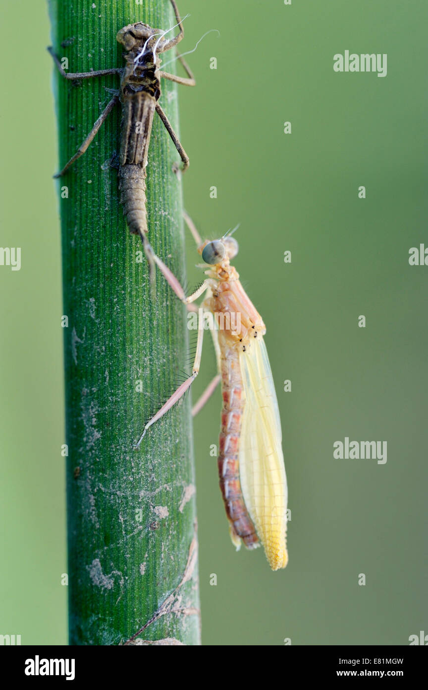 Leeren Sie Larven bei frisch geschlüpften Larve, gebändert Prachtlibelle (Calopteryx Splendens), Metamorphose, Schraffur, Bulgarien Stockfoto