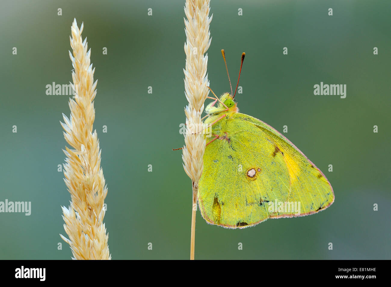 Blasse getrübt gelb (Colias Hyale) auf Samen Graskopf, Bulgarien Stockfoto