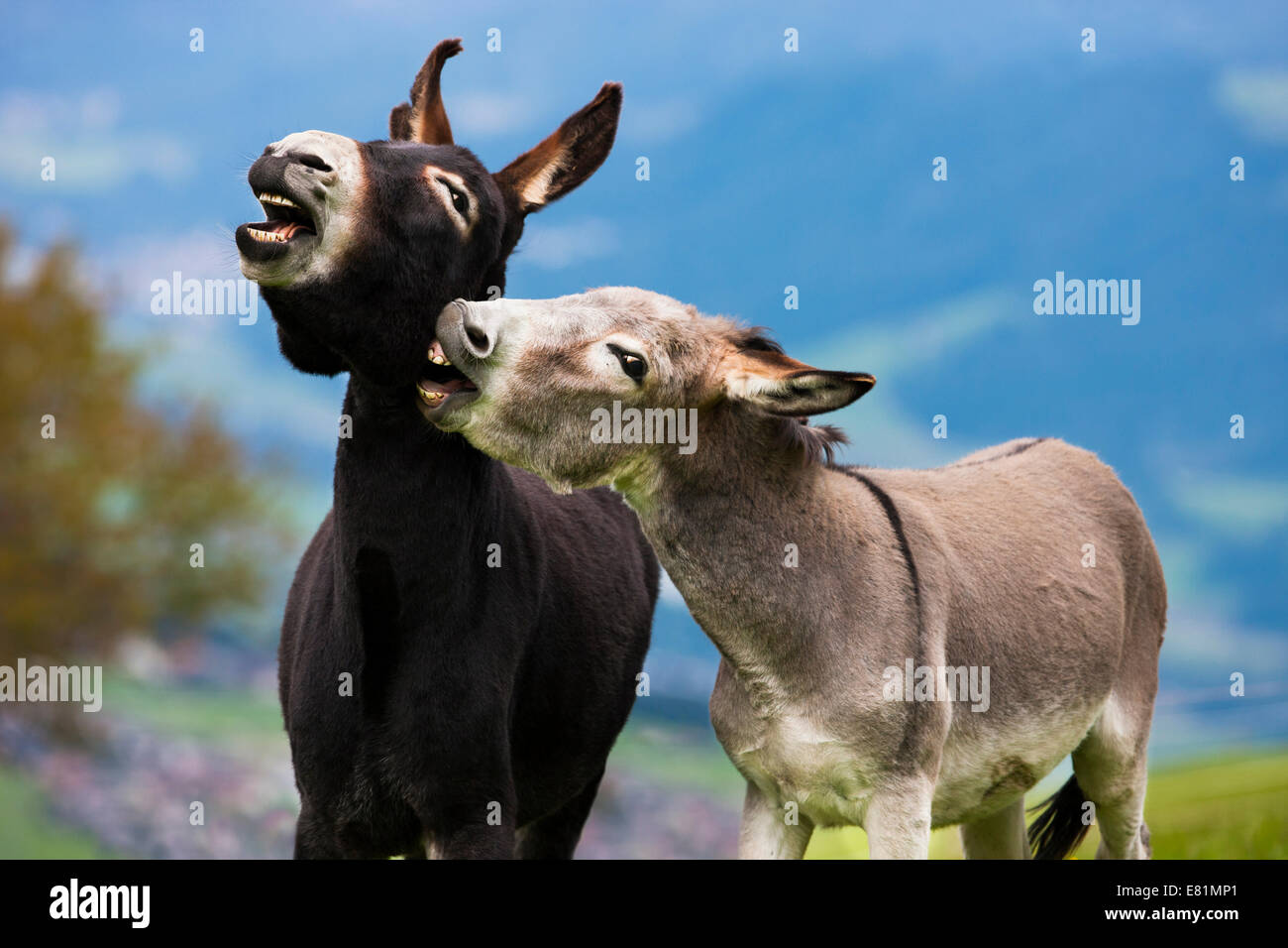 Esel, Mischlinge, zusammen zu spielen, Nord-Tirol, Österreich Stockfoto