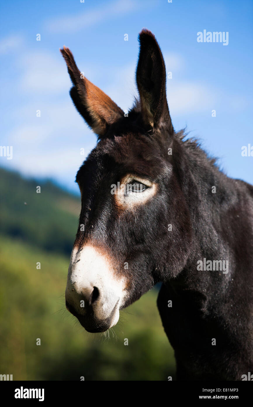 Esel, Mischling, Porträt, Nord-Tirol, Österreich Stockfoto