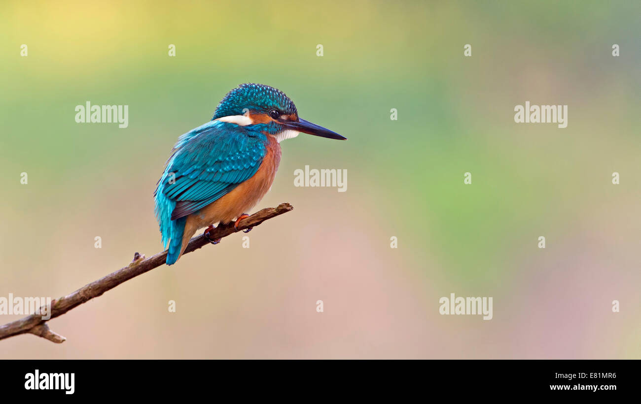 Eisvogel (Alcedo Atthis), Jungvogel auf Barsch, mittlere Elbe, Sachsen-Anhalt, Deutschland Stockfoto