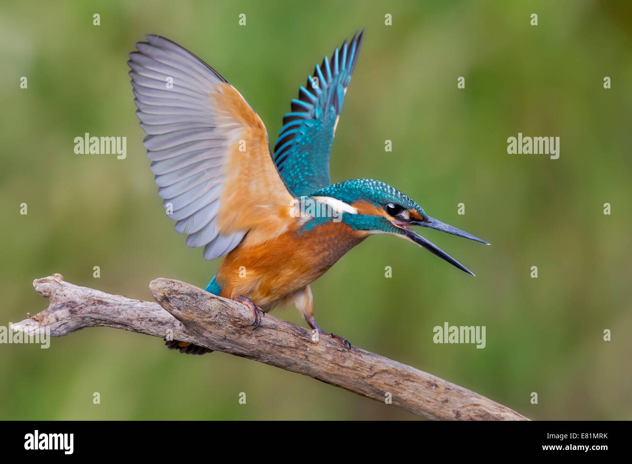 Eisvogel (Alcedo Atthis), junger Mann, bedrohlich, mittlere Elbe, Sachsen-Anhalt, Deutschland Stockfoto