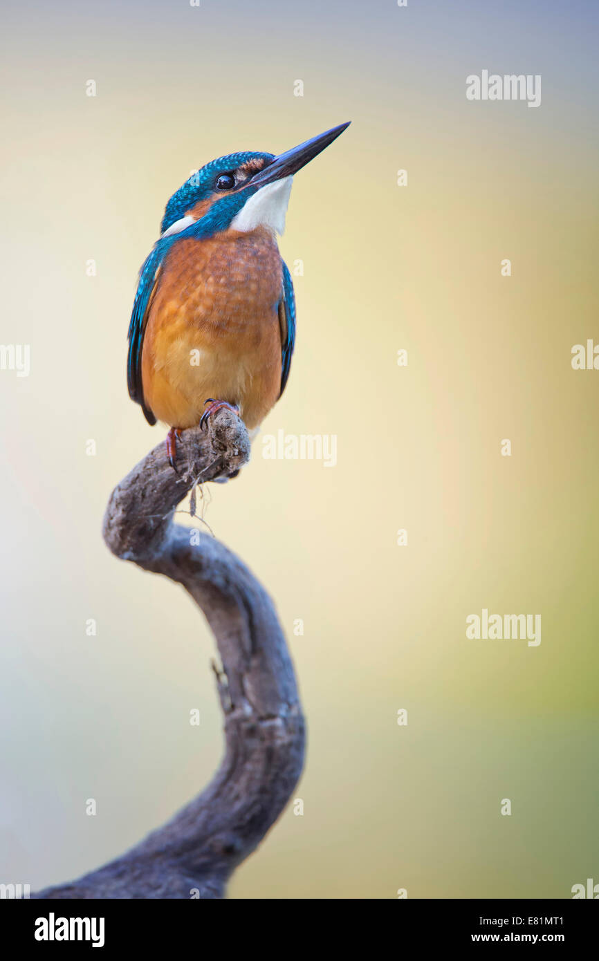 Eisvogel (Alcedo Atthis), Jungvogel auf Barsch, mittlere Elbe, Sachsen-Anhalt, Deutschland Stockfoto