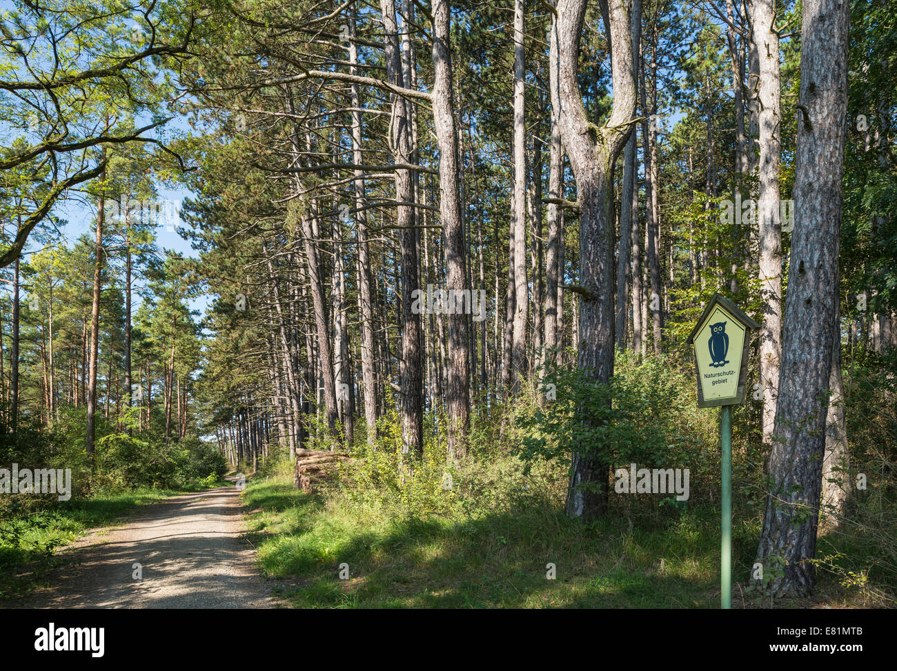 Kiefer (Pinus Sylvestris) Wald, Naturschutzgebiet, ehemalige innerdeutsche Grenze, Grüngürtel, in der Nähe von Gedenkstätte Point Alpha Memorial Stockfoto