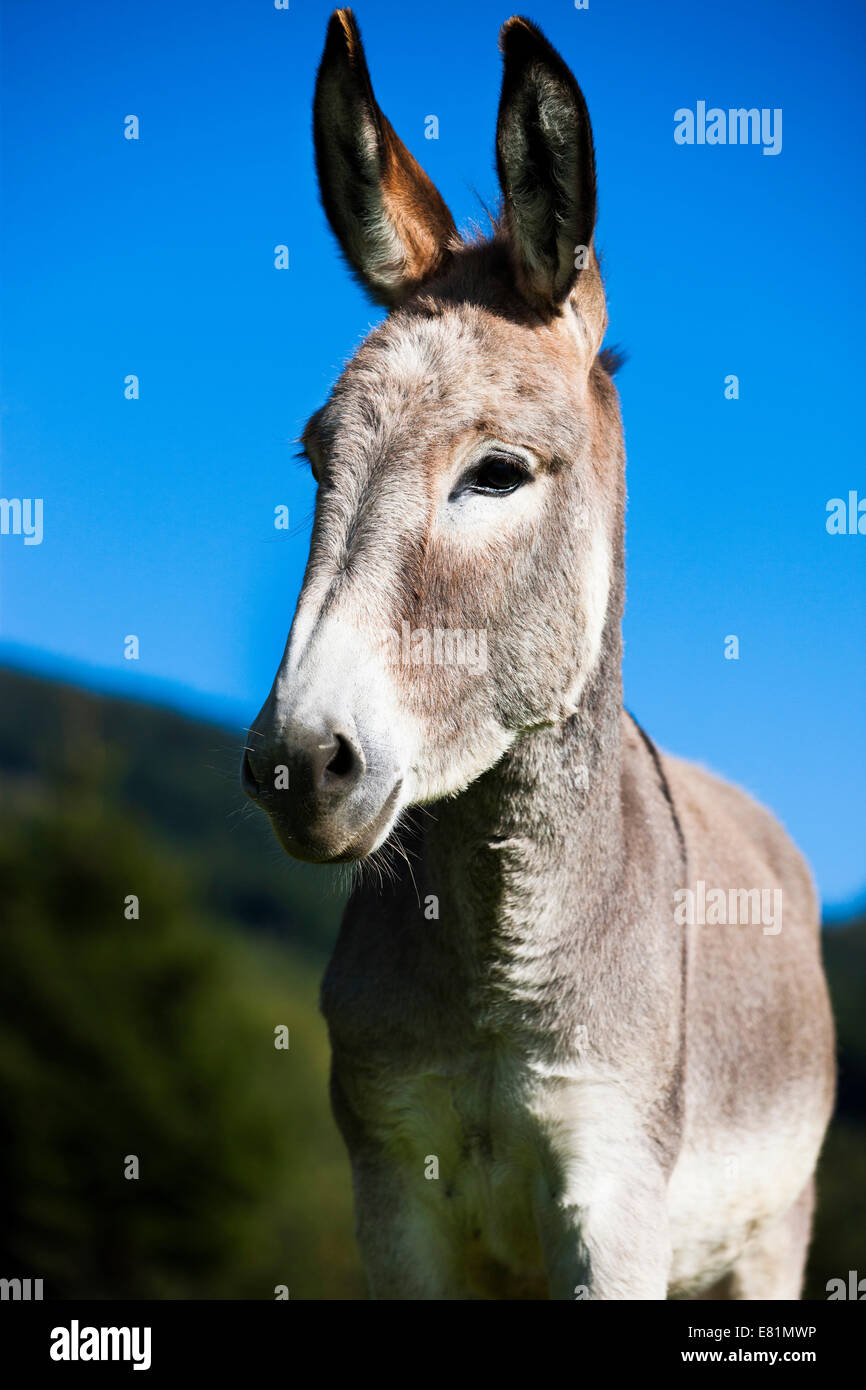 Esel, Mischling, Jährling, Nord-Tirol, Österreich Stockfoto