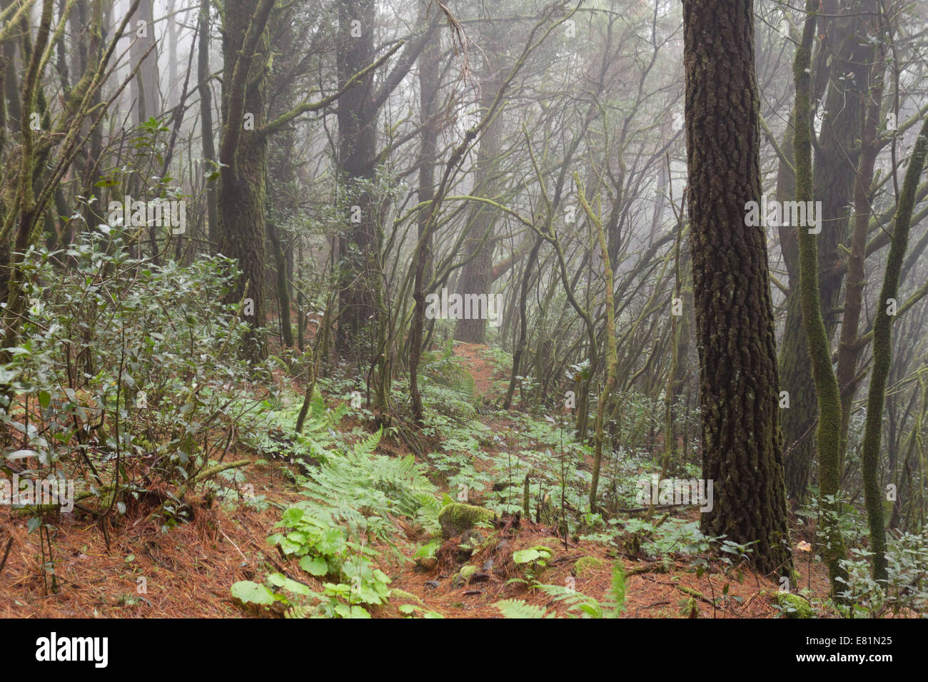 Nebelwald, Cumbre Nueva, La Palma, Kanarische Inseln, Spanien Stockfoto