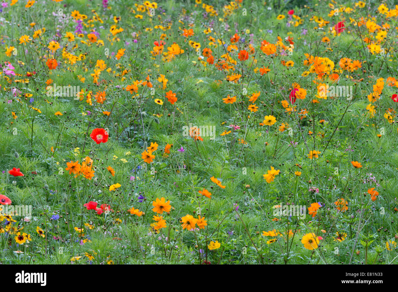 Bunte Sommer Blumenwiese, Hessen, Deutschland Stockfoto