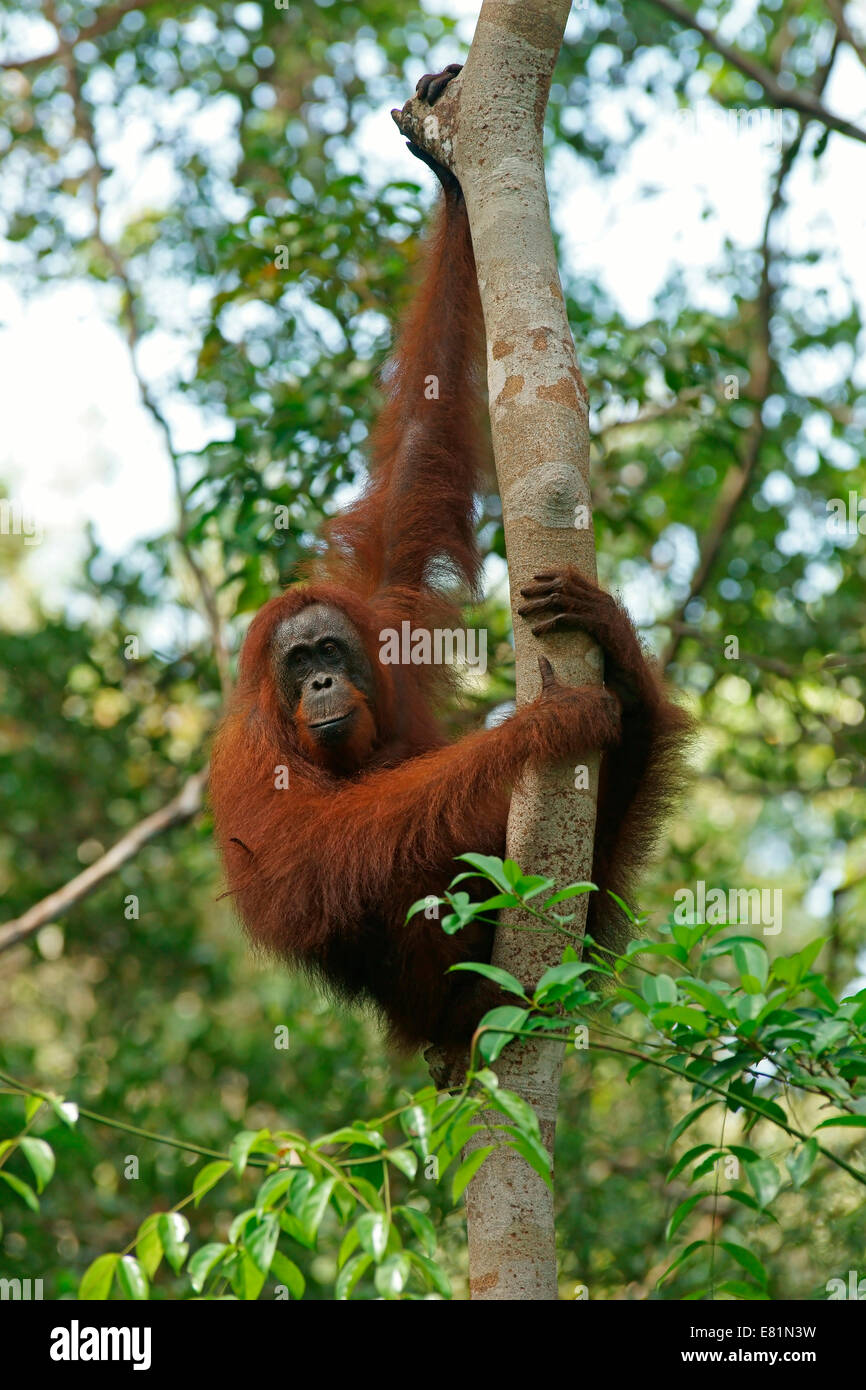 Bornean Orang-Utans (Pongo Pygmaeus), Tanjung Puting Nationalpark, Zentral-Kalimantan, Borneo, Indonesien Stockfoto